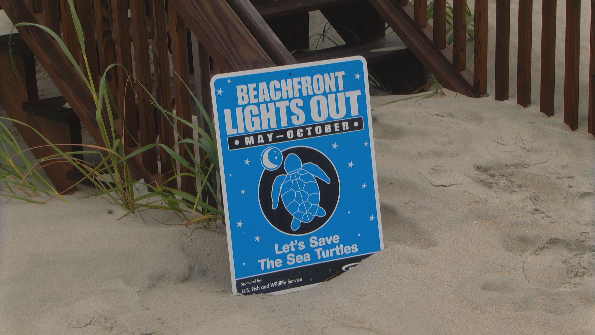 Sea turtle nesting season brings surge in Grand Strand activity