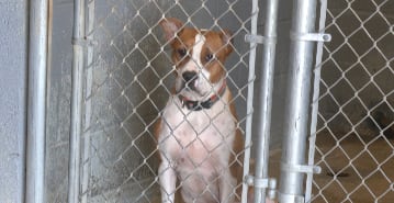 Marion County animal shelter overcrowded, pleads for community support