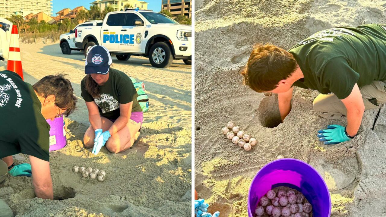 Loggerhead lays 111 eggs in Myrtle Beach, marking fourth nest of season