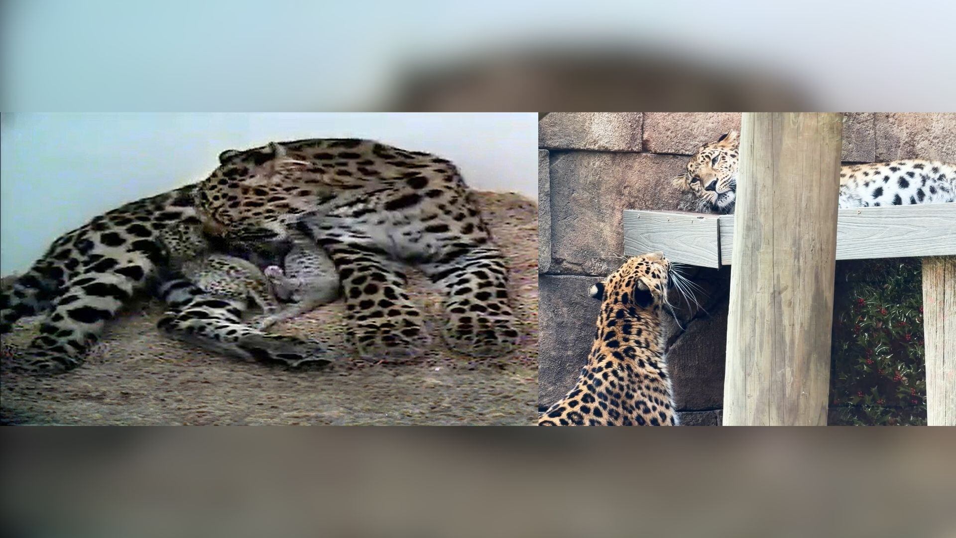 Greenville Zoo welcomes 2 leopard cubs