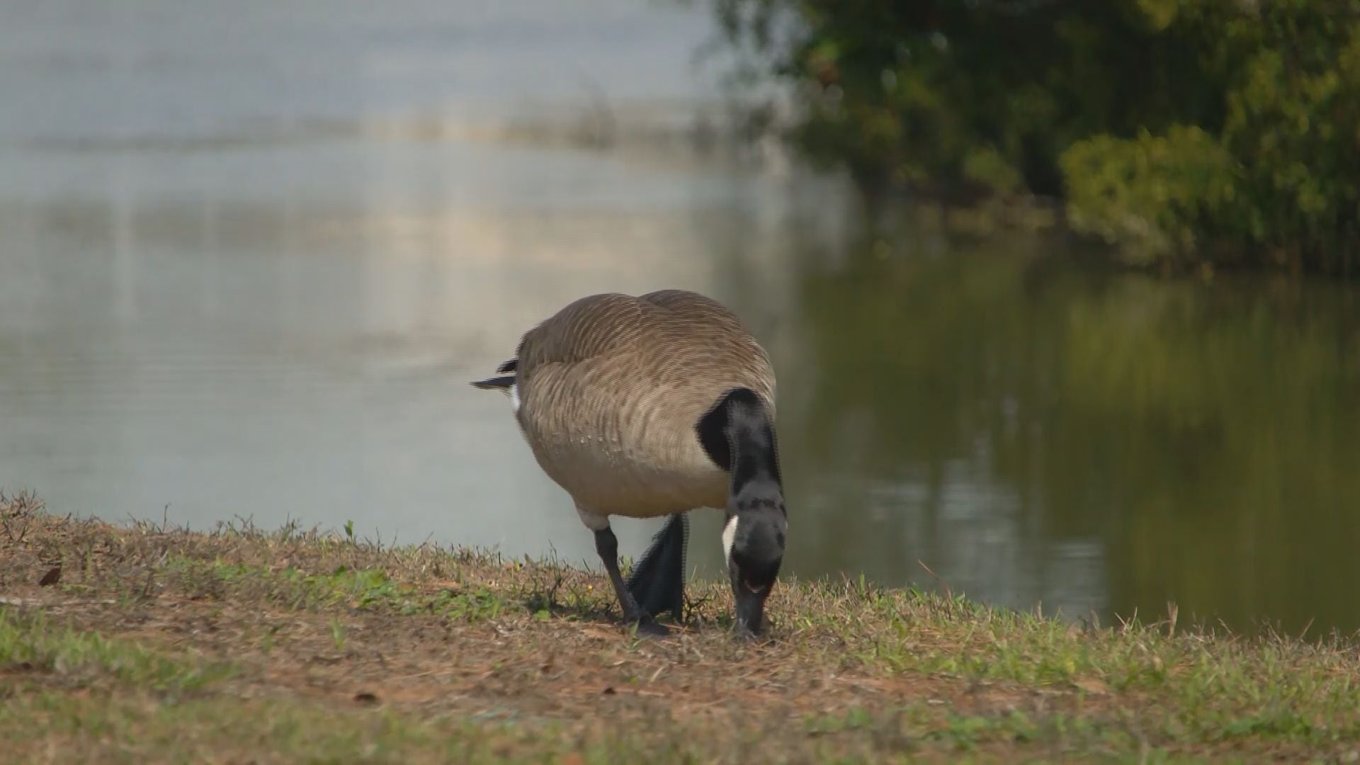 Surfside Beach bans feeding geese, seagulls and most wildlife
