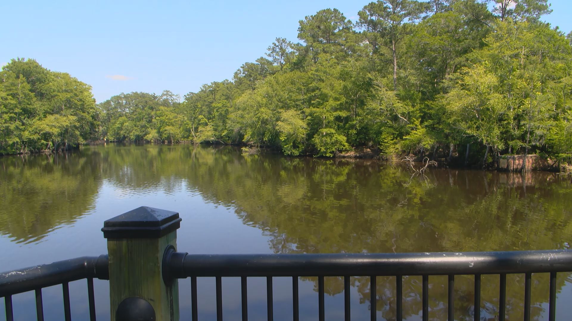 Manatee spotted swimming in Waccamaw River near Conway marina