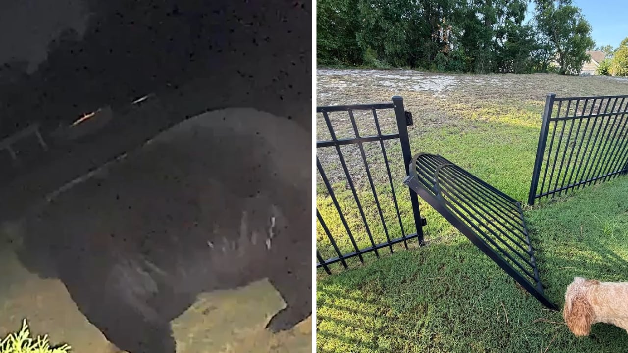 ‘There it was’: Bear rips gate off hinges in North Myrtle Beach neighborhood