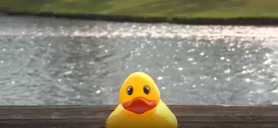 Myrtle Beach duck festival to benefit local nonprofits