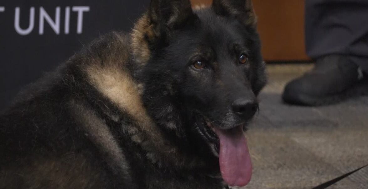 ‘One of the best’: Horry County Police throws retirement party for K-9 after years of service