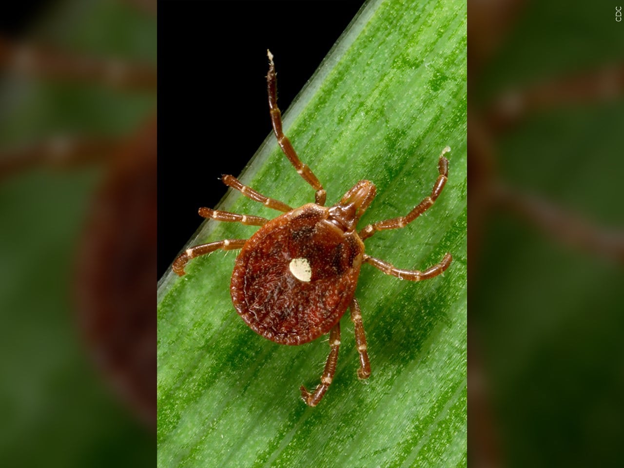 From trail to table: How a common South Carolina tick can cause a rare food allergy