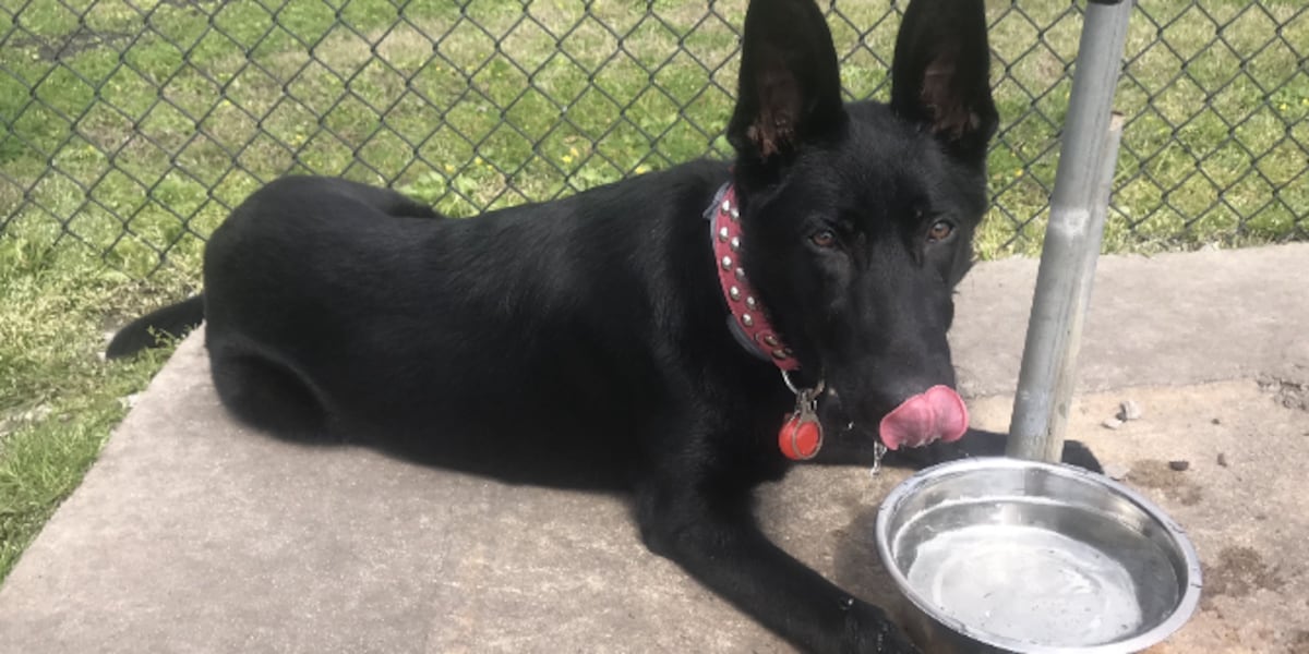 Video shows Myrtle Beach family’s beloved dog’s last moments before alligator attack