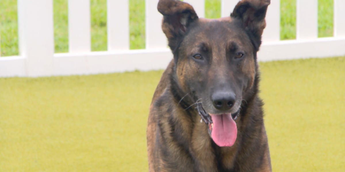 Grand Strand nonprofit sending K9s to Texas for devastating flood recovery