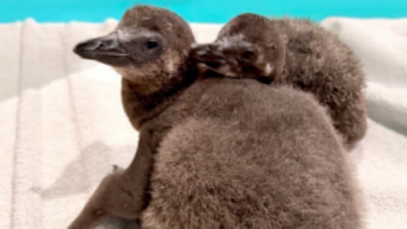 Ripley’s Aquarium is celebrating the arrival of two African penguin chicks.