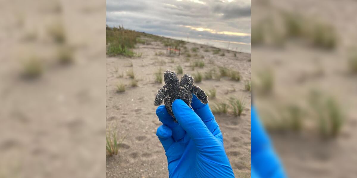 Rare Two headed Sea Turtle Found At SC State Park Rare two headed sea turtle found at sc state park