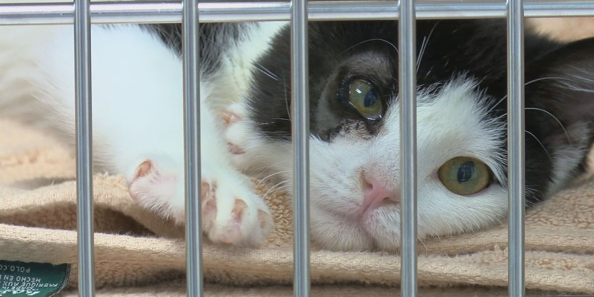 New Florence animal rescue aims to help overcrowding shelters in the ...