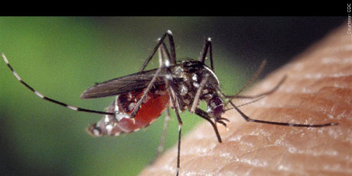 2 cases of West Nile virus confirmed in Myrtle Beach - WMBF