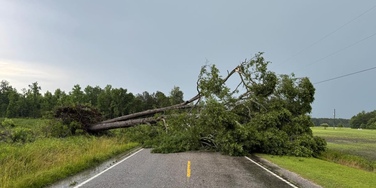 Fallen Tree In Road Fallen tree causes road blockage in Horry County