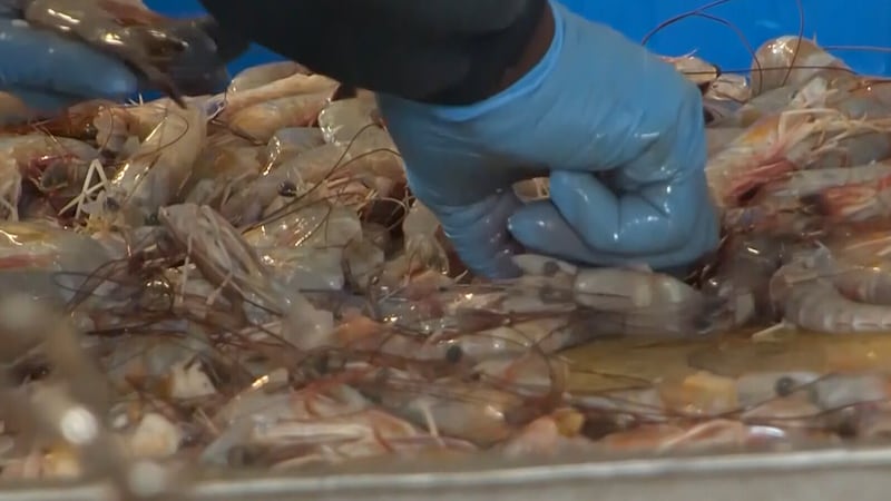 A new South Carolina law aimed at increasing transparency in the seafood industry will require...