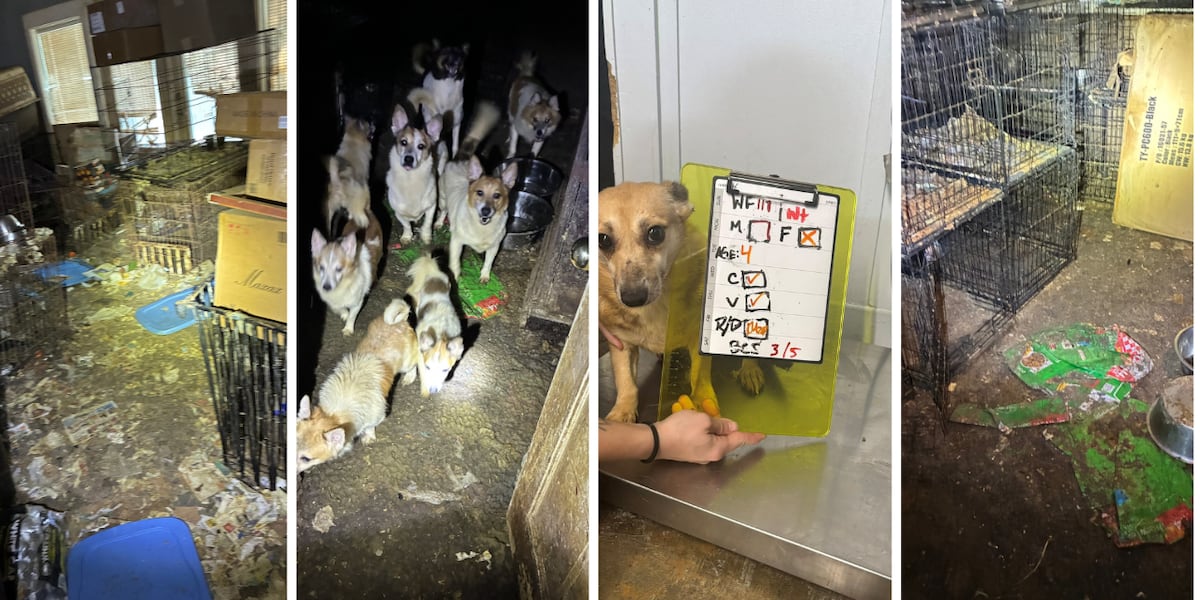 Georgetown County Sheriff shares details on recent animal cruelty case