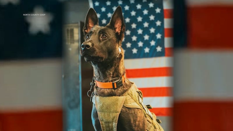 North County Police Cooperative K-9 Oya was killed during a pursuit on July 30, 2025.