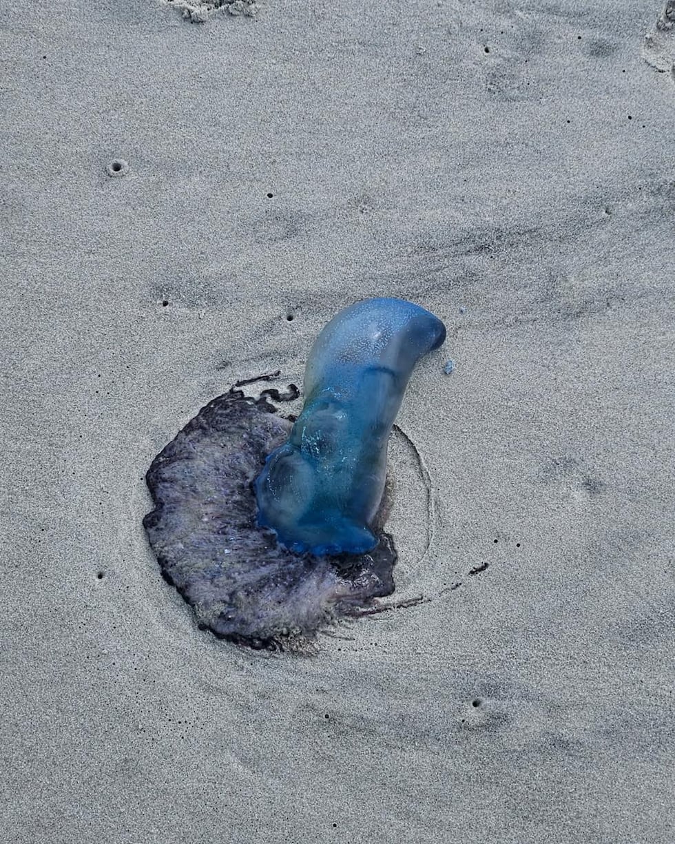 Police warn of venomous wildlife washing ashore in Myrtle Beach