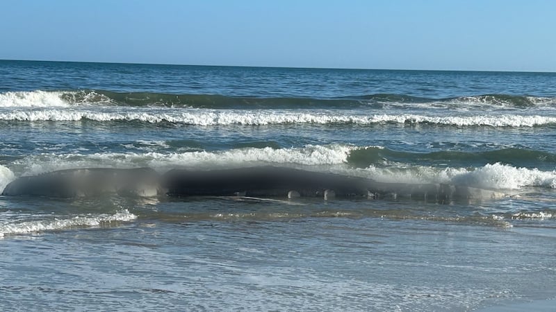 A whale washed ashore in Georgetown County.