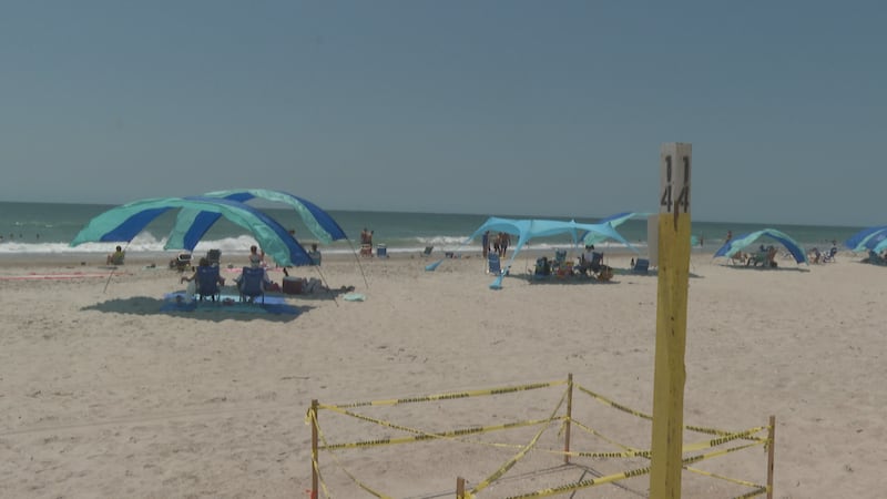 Sea turtle nesting season is underway across South Carolina, with more than 6,000 nests...