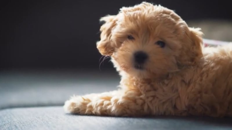 Scammers are targeting families looking to add pets during the holidays, with the Better...