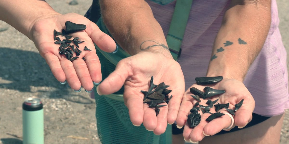 Shark tooth hunting surges after beach renourishment project