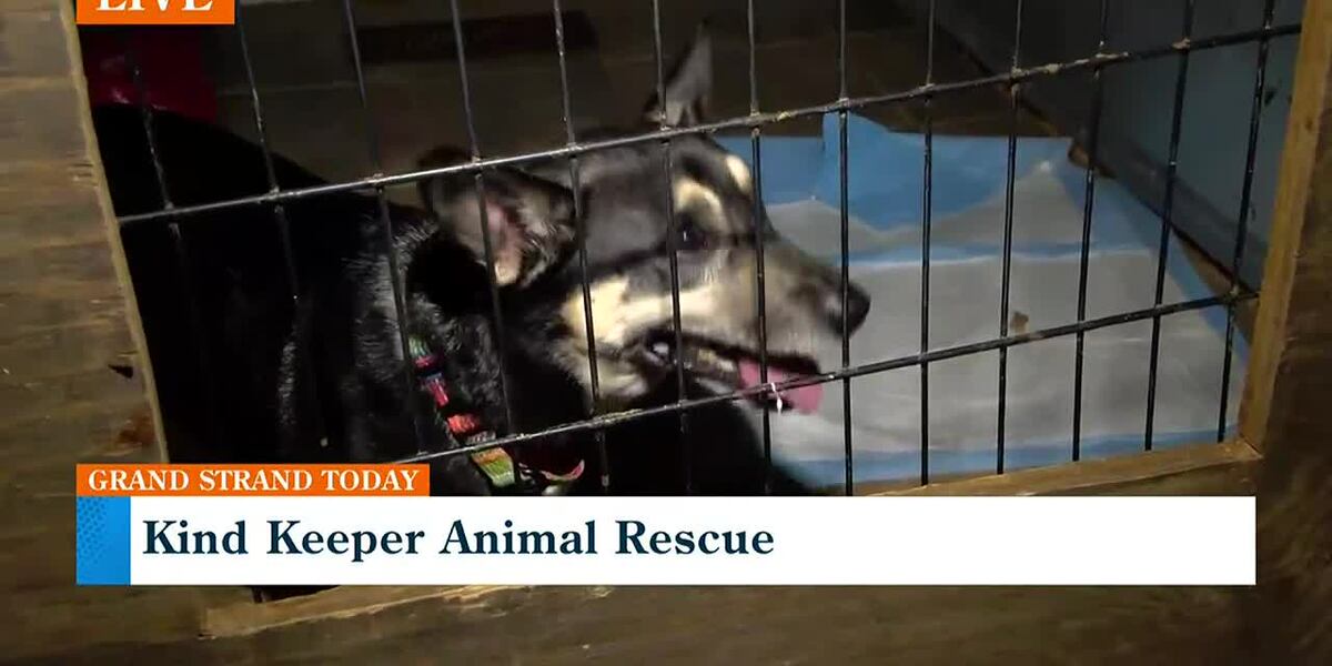 Keeper Rescuer Adopt the next furry member of your family from Kind Keeper Animal Rescue