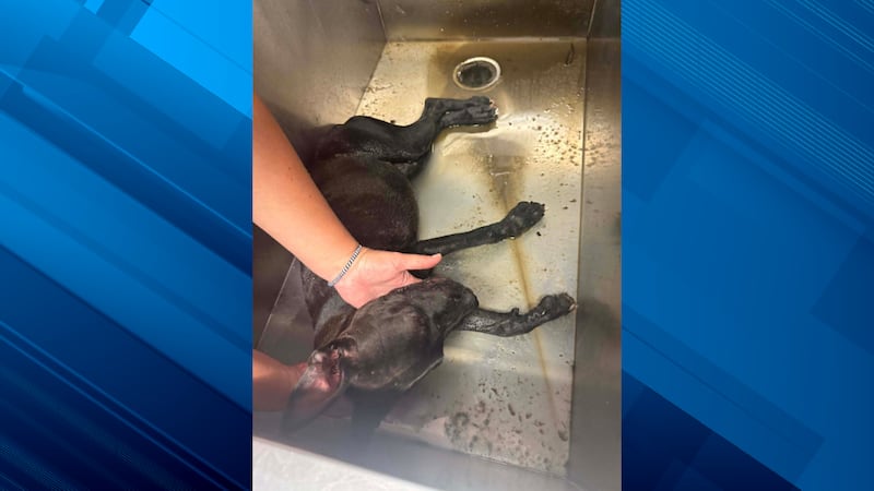 The malnourished puppy found clinging to her life in a tote last week dies days later, humane...