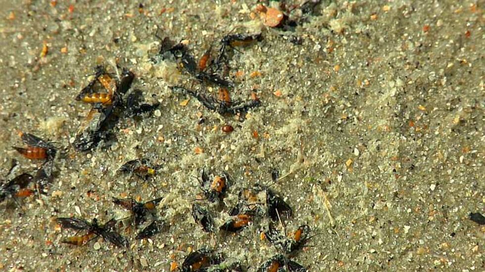 Common Beach Insects Unwanted bugs invade Grand Strand Beaches