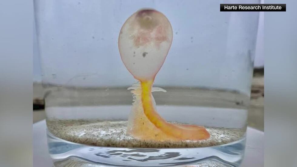 They’re similar to the Portuguese man-o-war, which is a colony of animals living together as one.