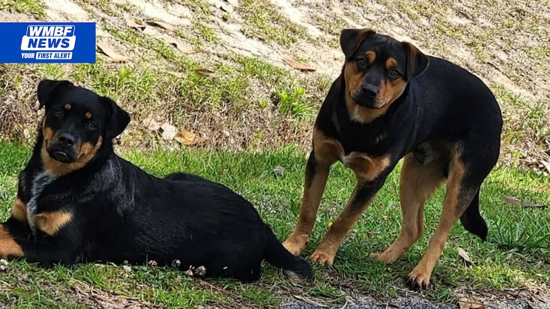 Neighbors in Horry County are concerned for their safety after two young rottweilers appeared...