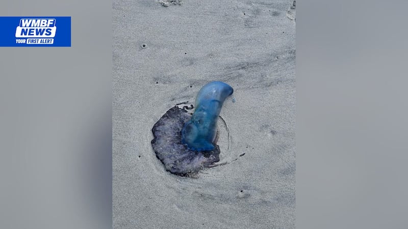 Strong winds and currents are pushing venomous sea creatures onto Grand Strand beaches,...