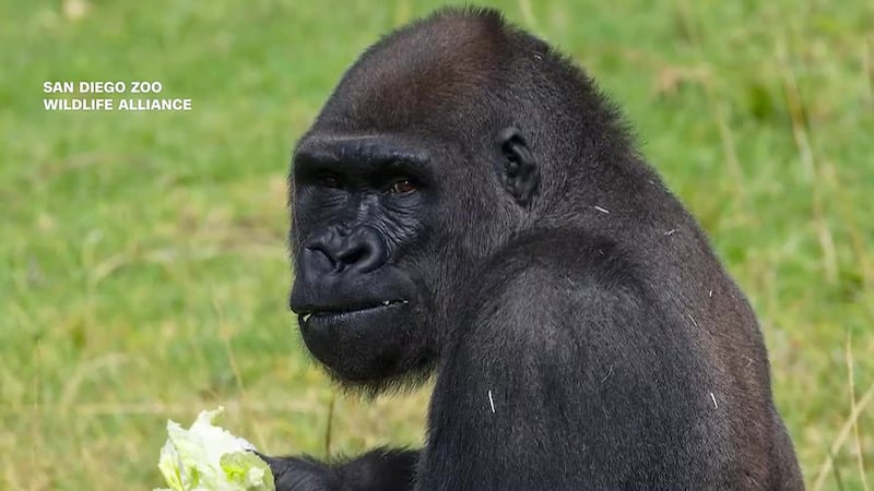 A 12-year-old Western Lowland Gorilla is recovering after a historic surgery to fix an...
