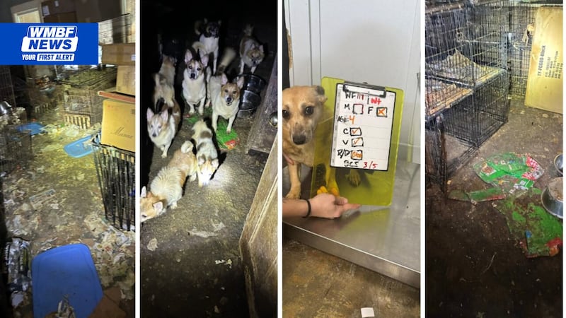 Georgetown County sheriff gives details on the animal cruelty case that occurred earlier this...