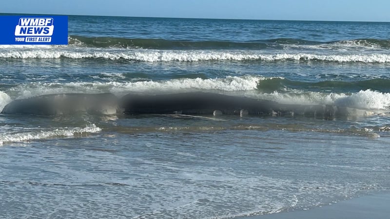 A marine mammal network assessed next steps in removing a Humpback Whale that washed ashore in...