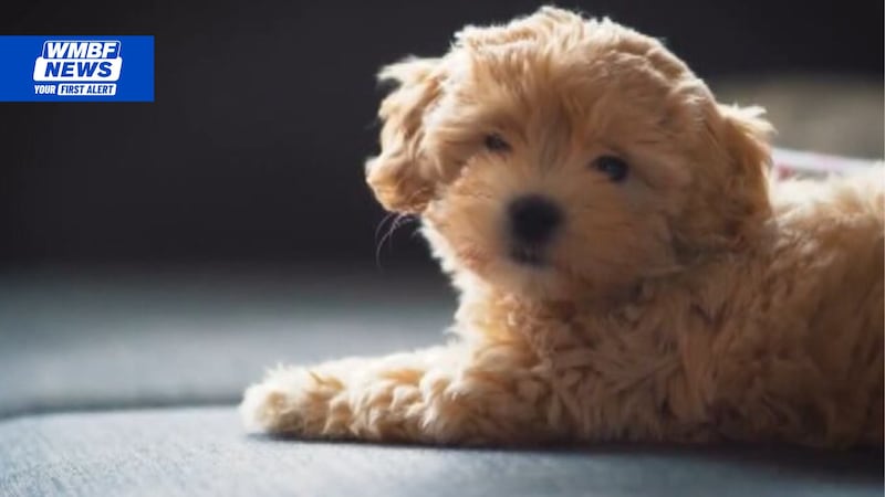 Scammers are targeting families looking to add pets during the holidays, with the Better...